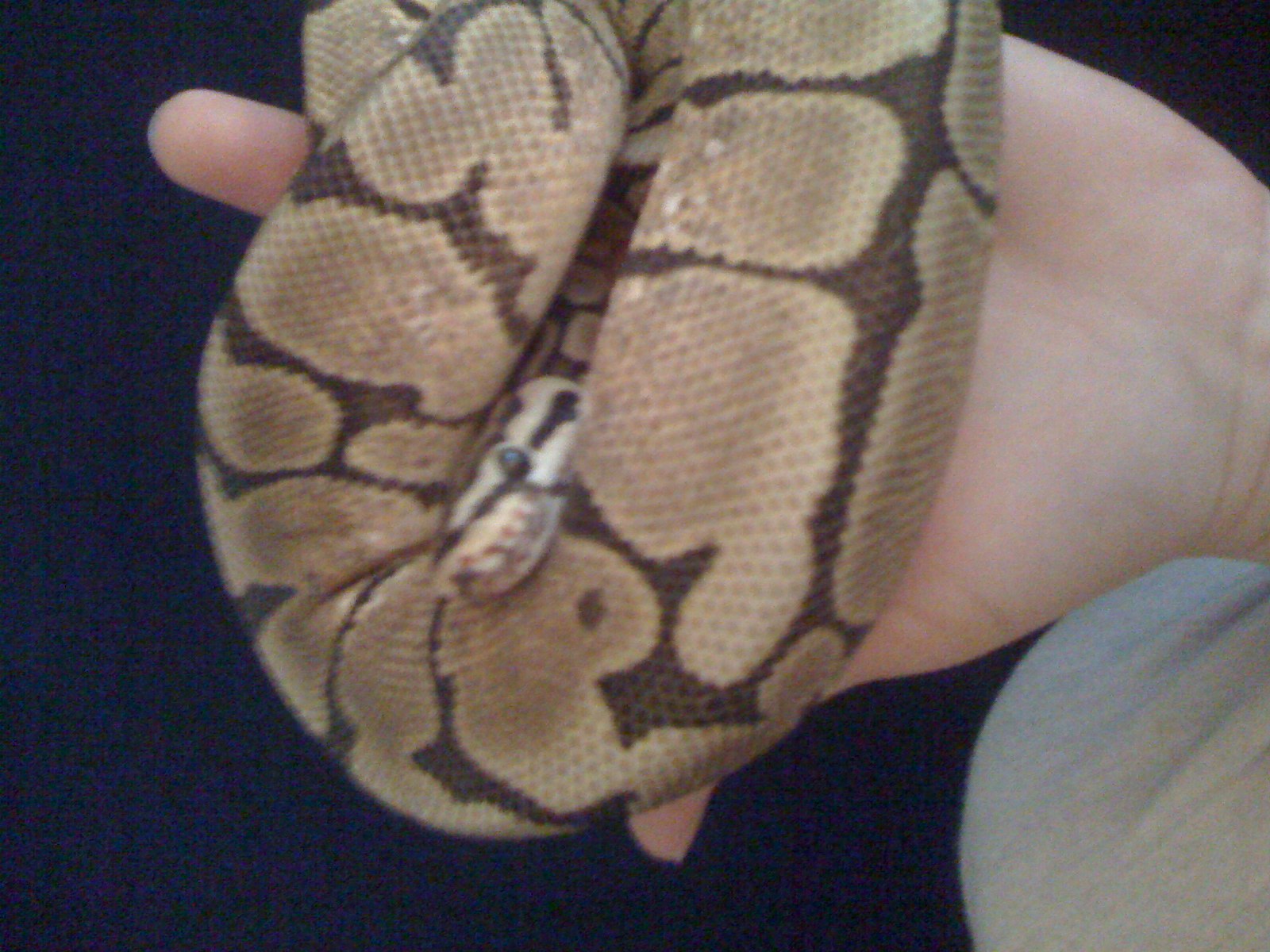 Kojack