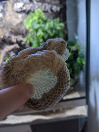Rigatoni's skin after shed 2 
