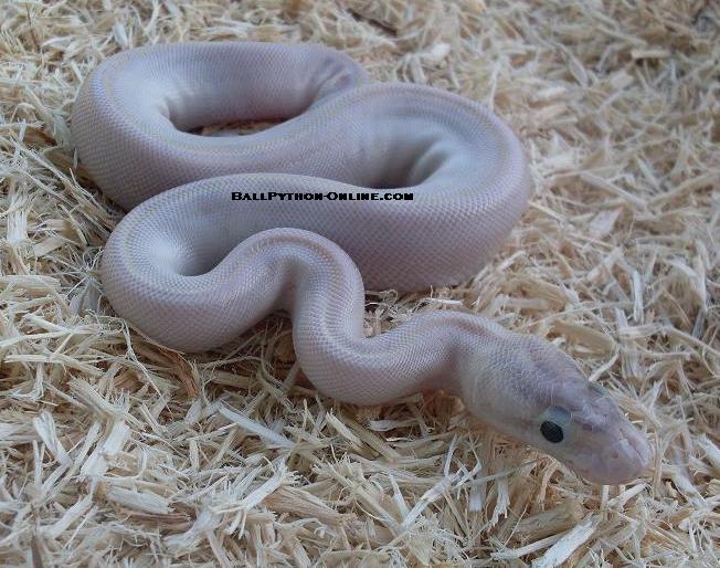 Ivory 2 524792