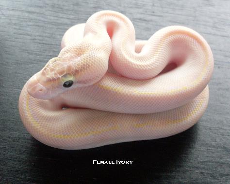 Ivory Female