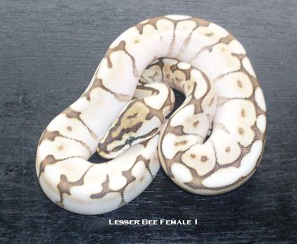 Lesser Bee F1