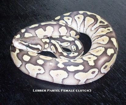 Lesser Pastel Feamle Clutch 3
