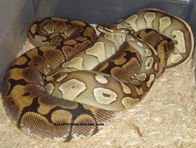 Breeding