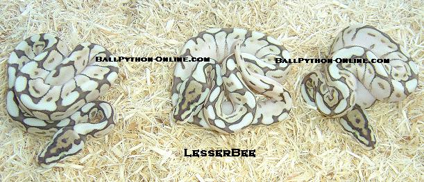 Lesserbee