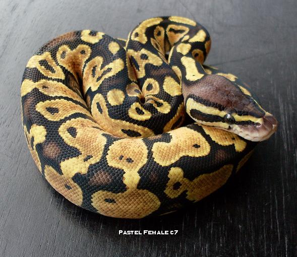 Pastel Female C7f1 Pic2