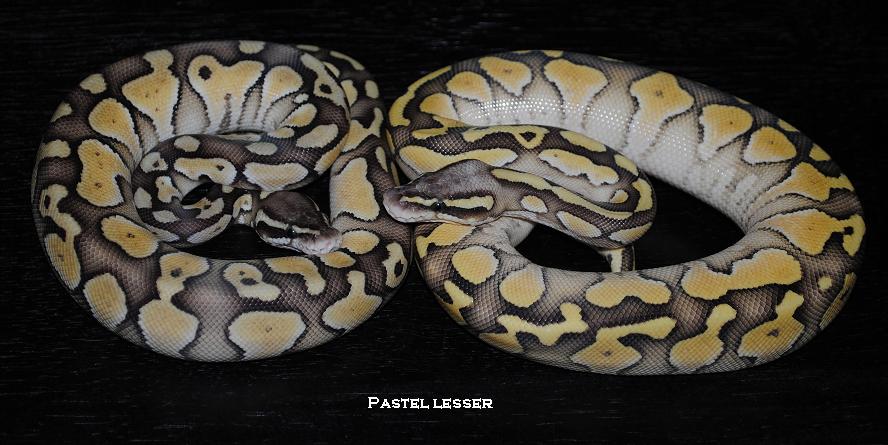 Pastel Lesser 2