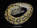 Pastel Lesser