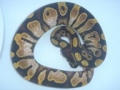 Calico