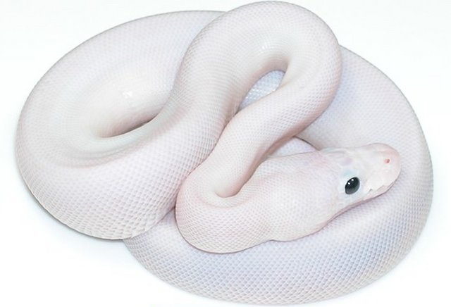 White Fire
