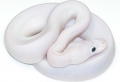 White Fire