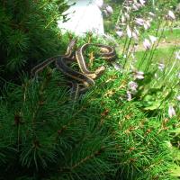 Garter Snakes