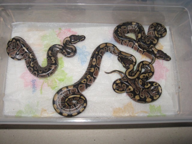 Babies 001640x480