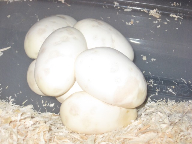Eggs