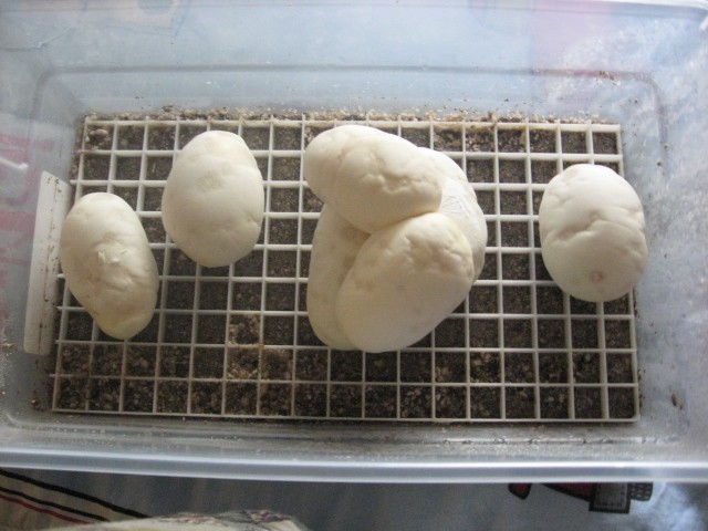 Eggs
