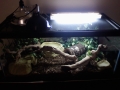 Tank Setup (the Second Hide Is In The Upper Right Corner Under The Leaves.  The Log Serves As Anothe
