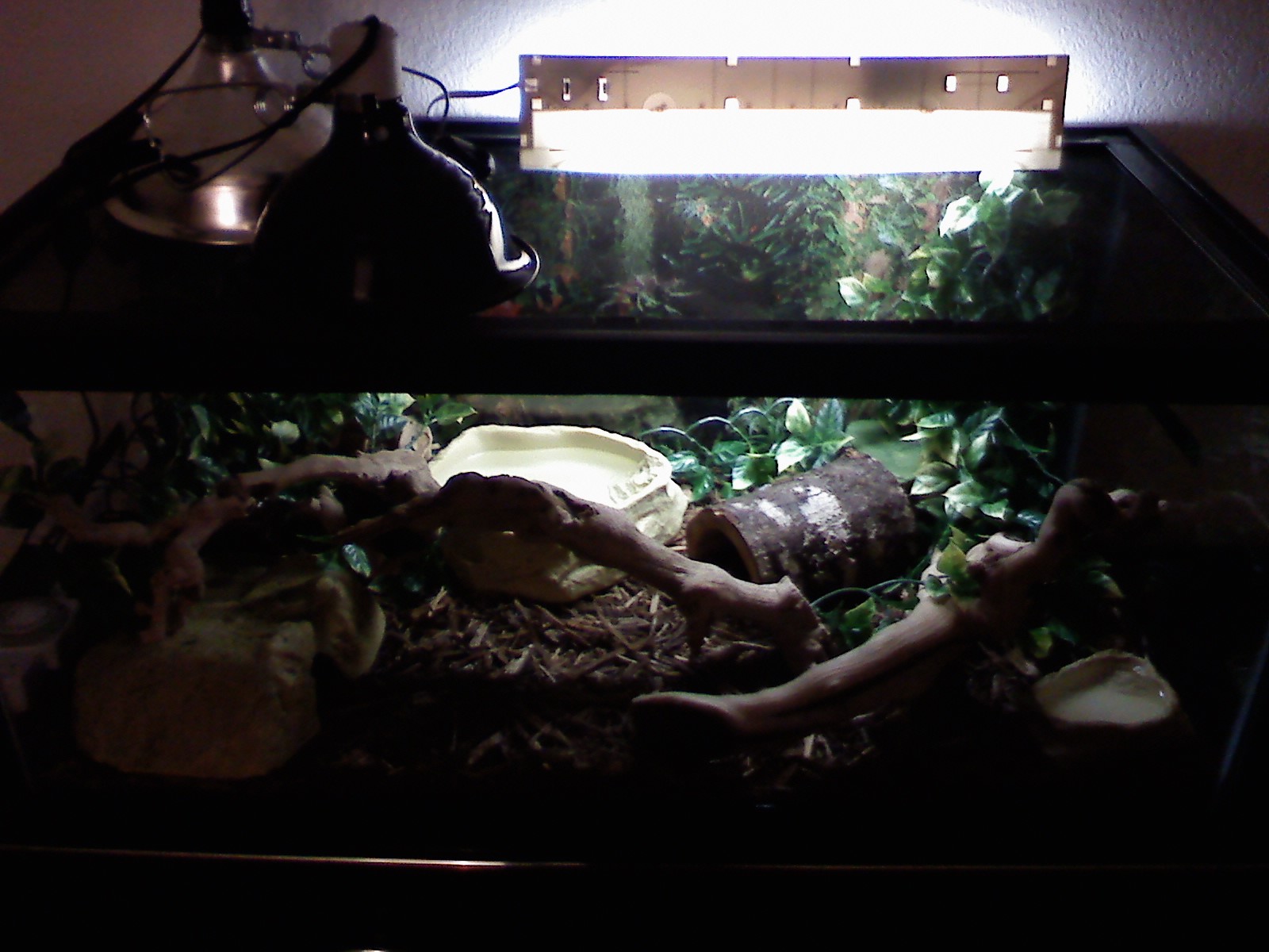 Tank Setup (the Second Hide Is In The Upper Right Corner Under The Leaves.  The Log Serves As Anothe