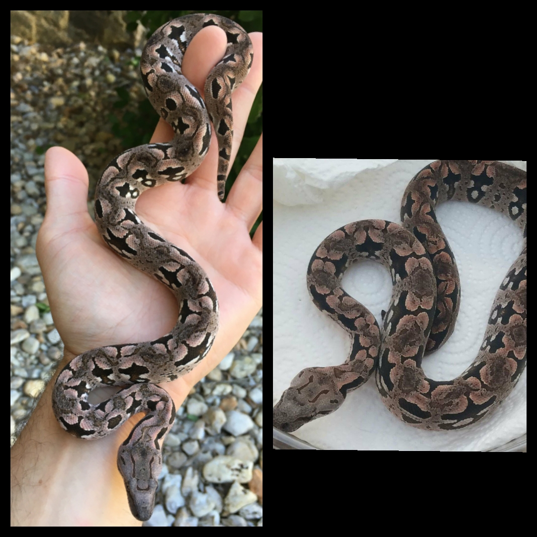 Dumeril's Boas