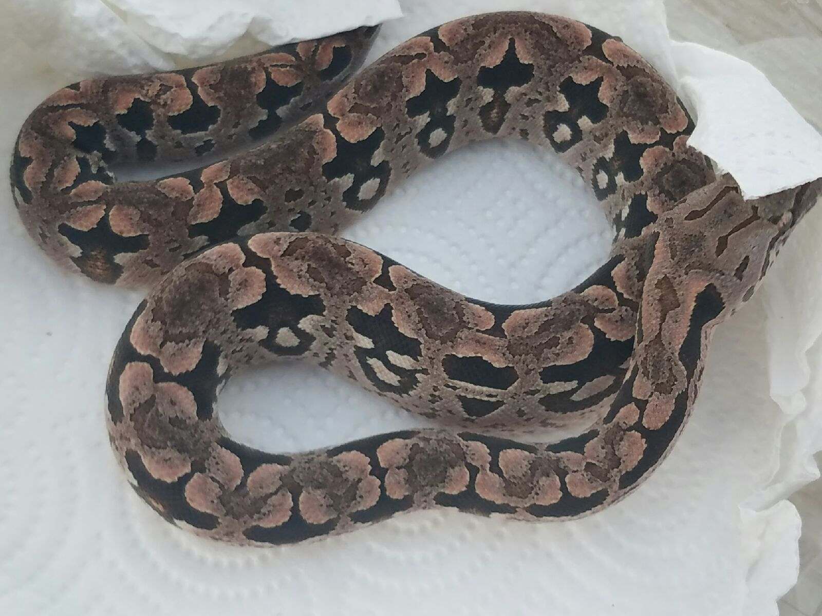 Dumeril's Boa Female