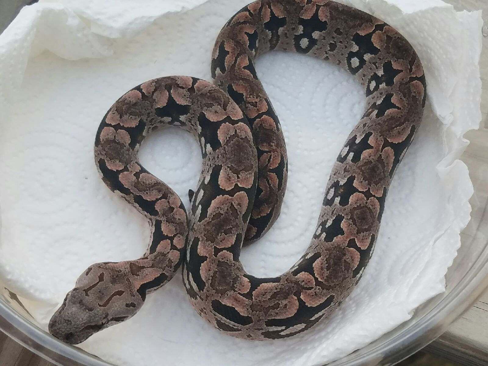 Dumeril's Boa Female