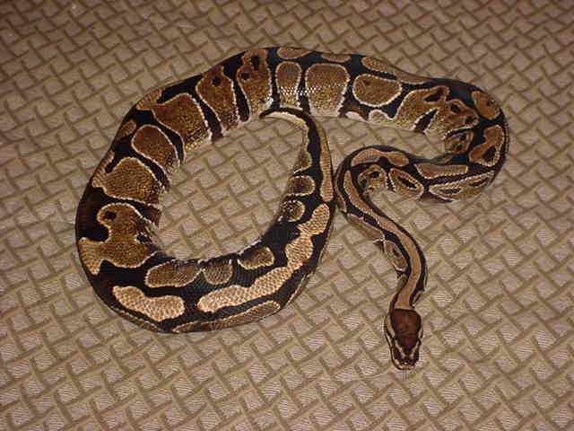 Monte