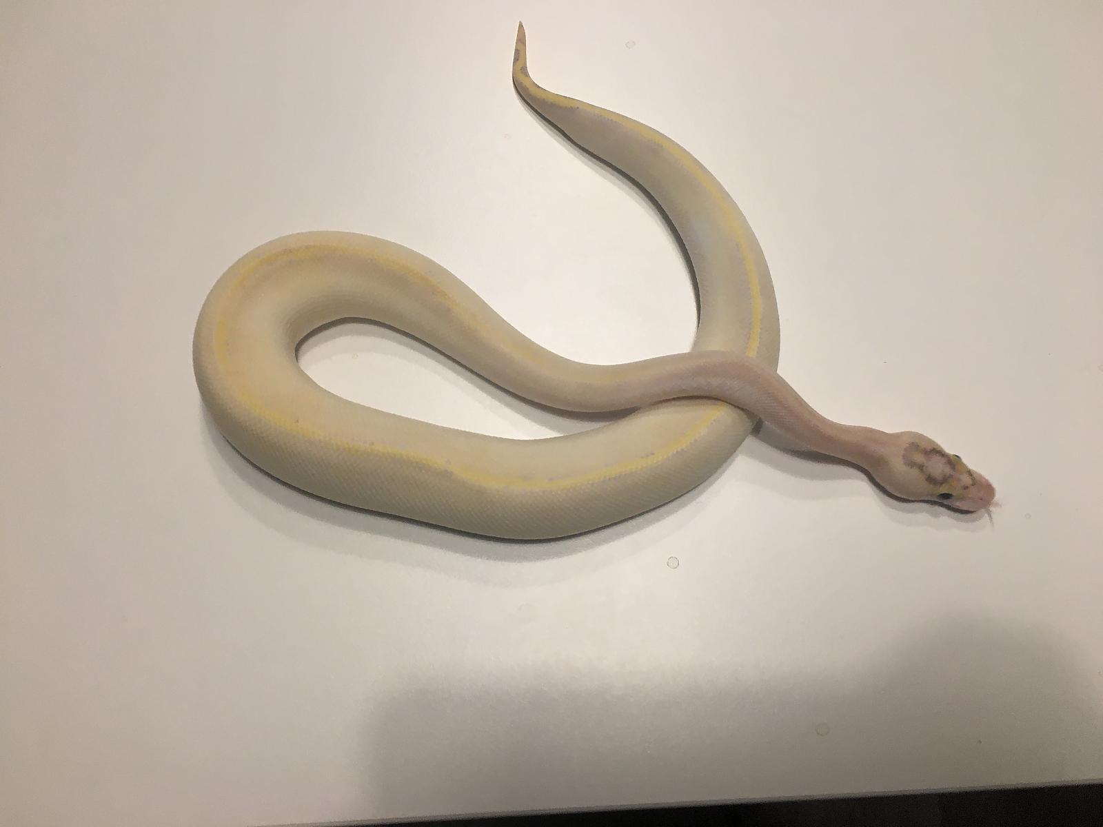 Underweight BP2?