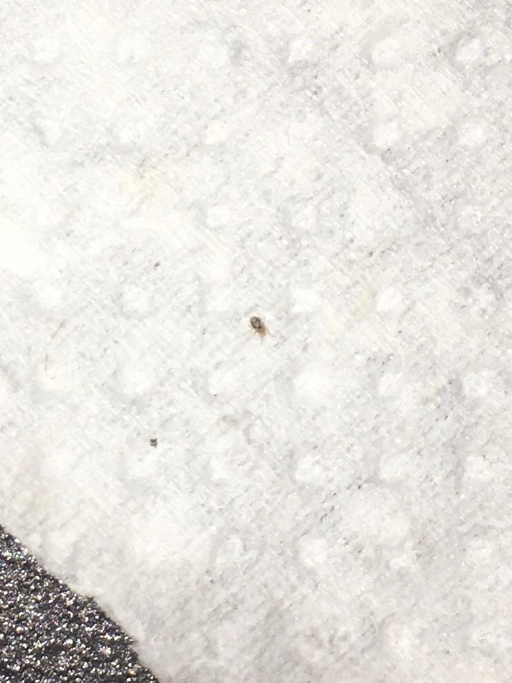 Possible Snake Mite?