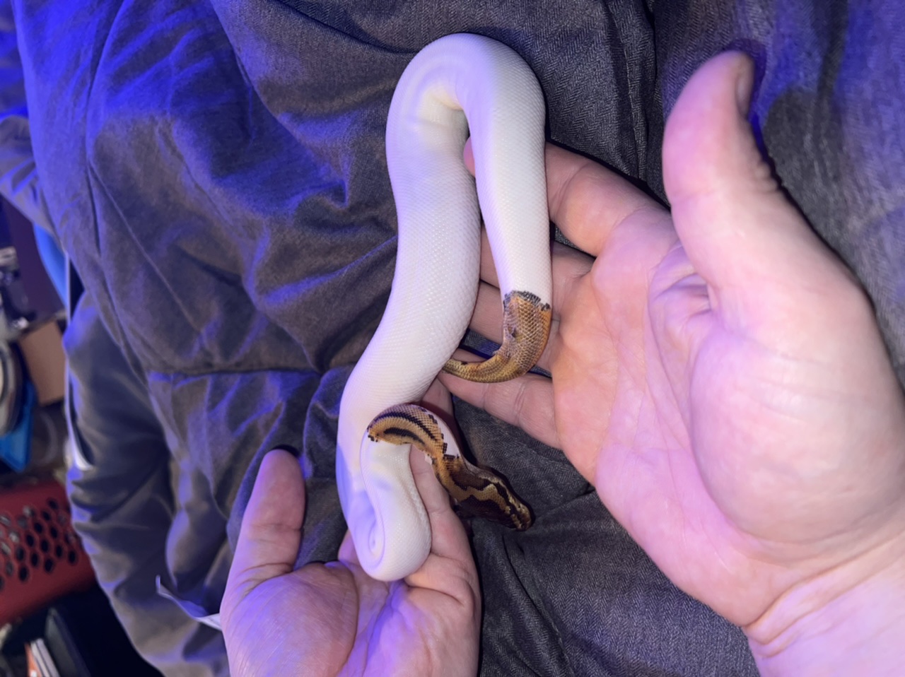 Adinelli snake pics