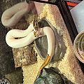Slytherus Snake