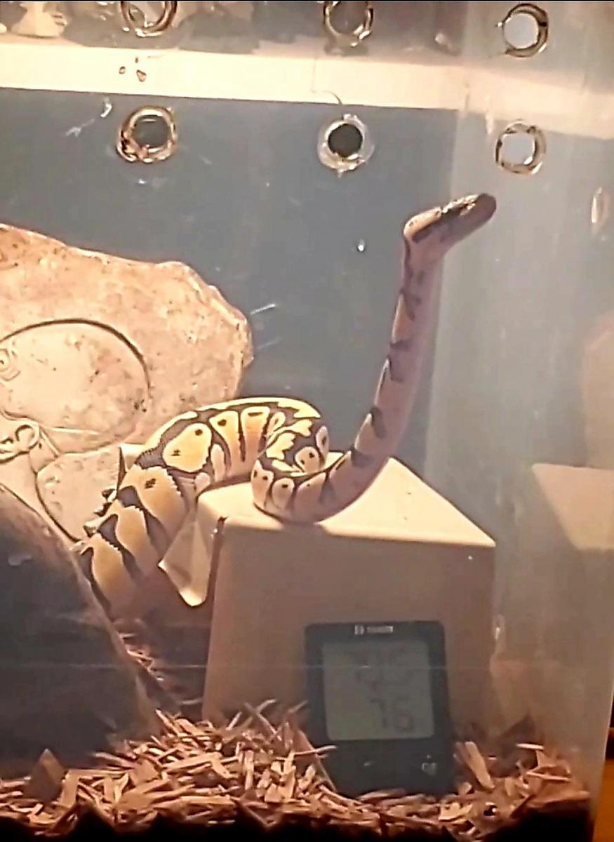 Mushussu Periscoping!