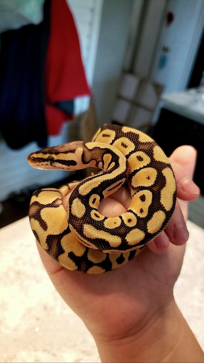 BB Mushy