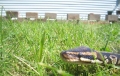 Snik In The Grass