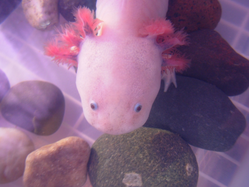 Axolotl