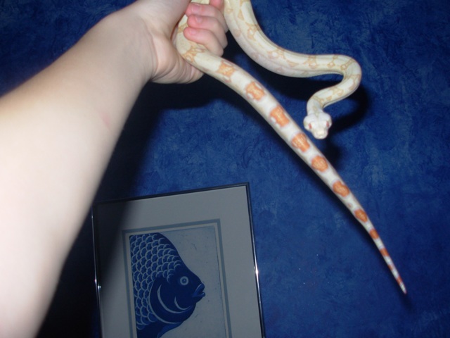 Boa