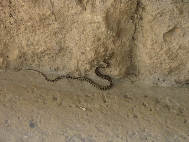 Ceasarea Snake