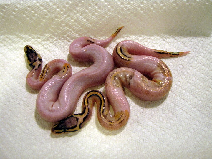 Super Pastel pieds