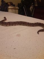 My rescued baby