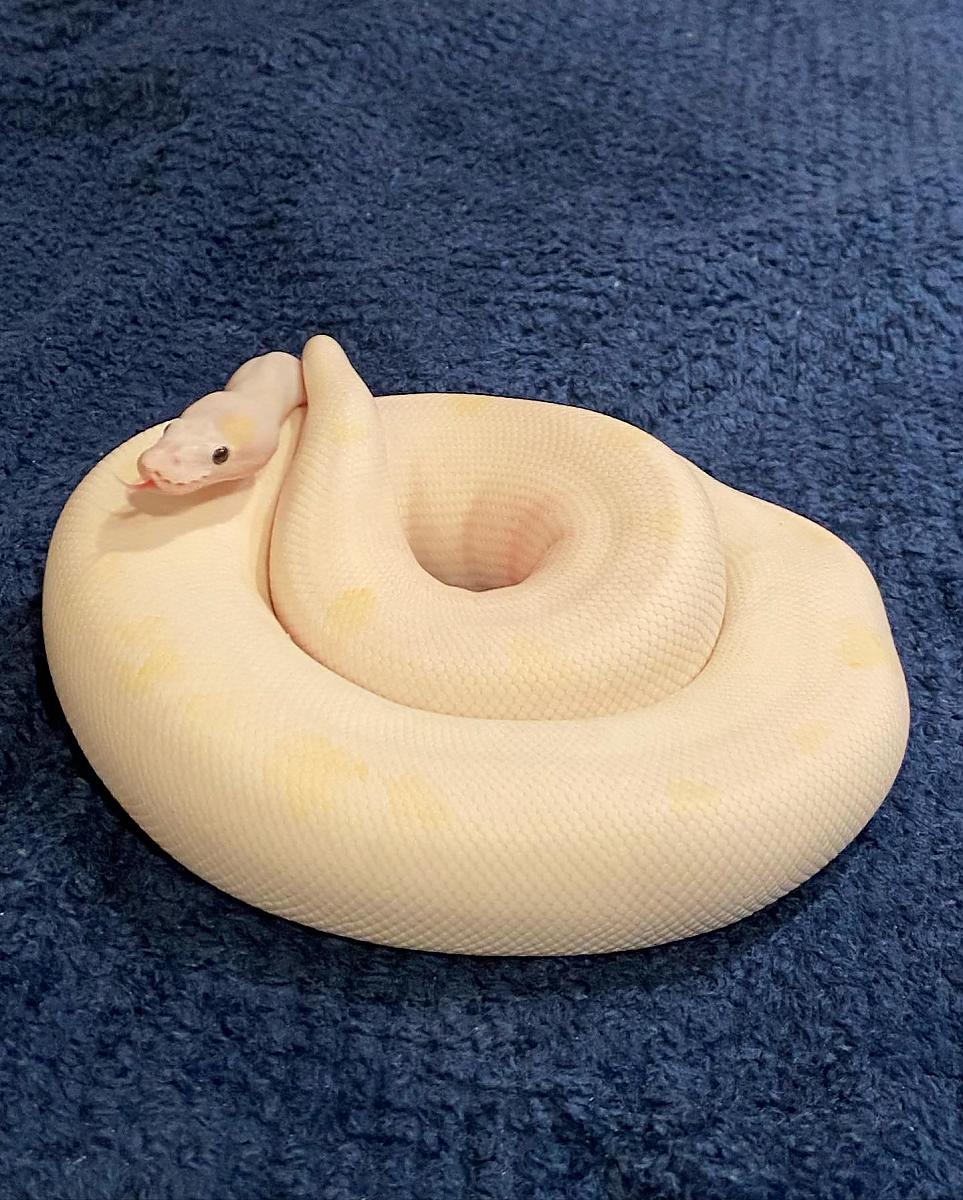 Bp