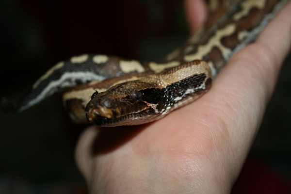 Eye2