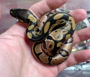 My Very First Snake