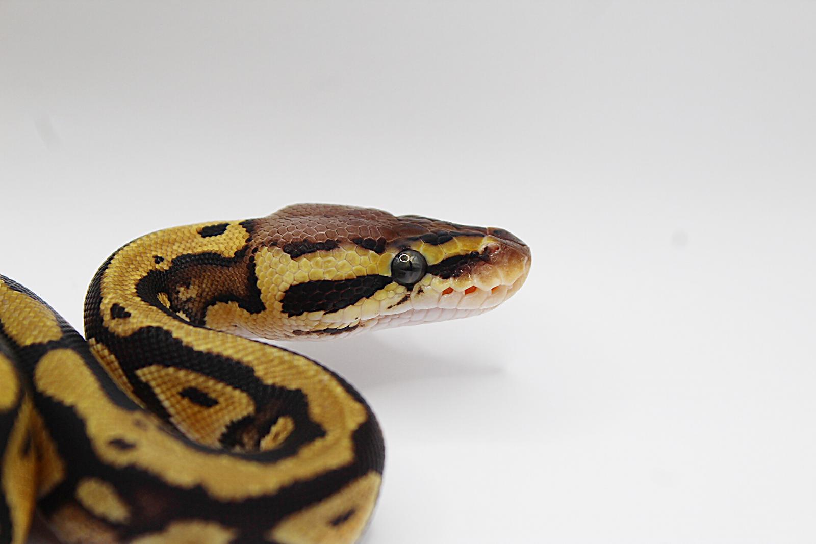 Pastel Het Clown