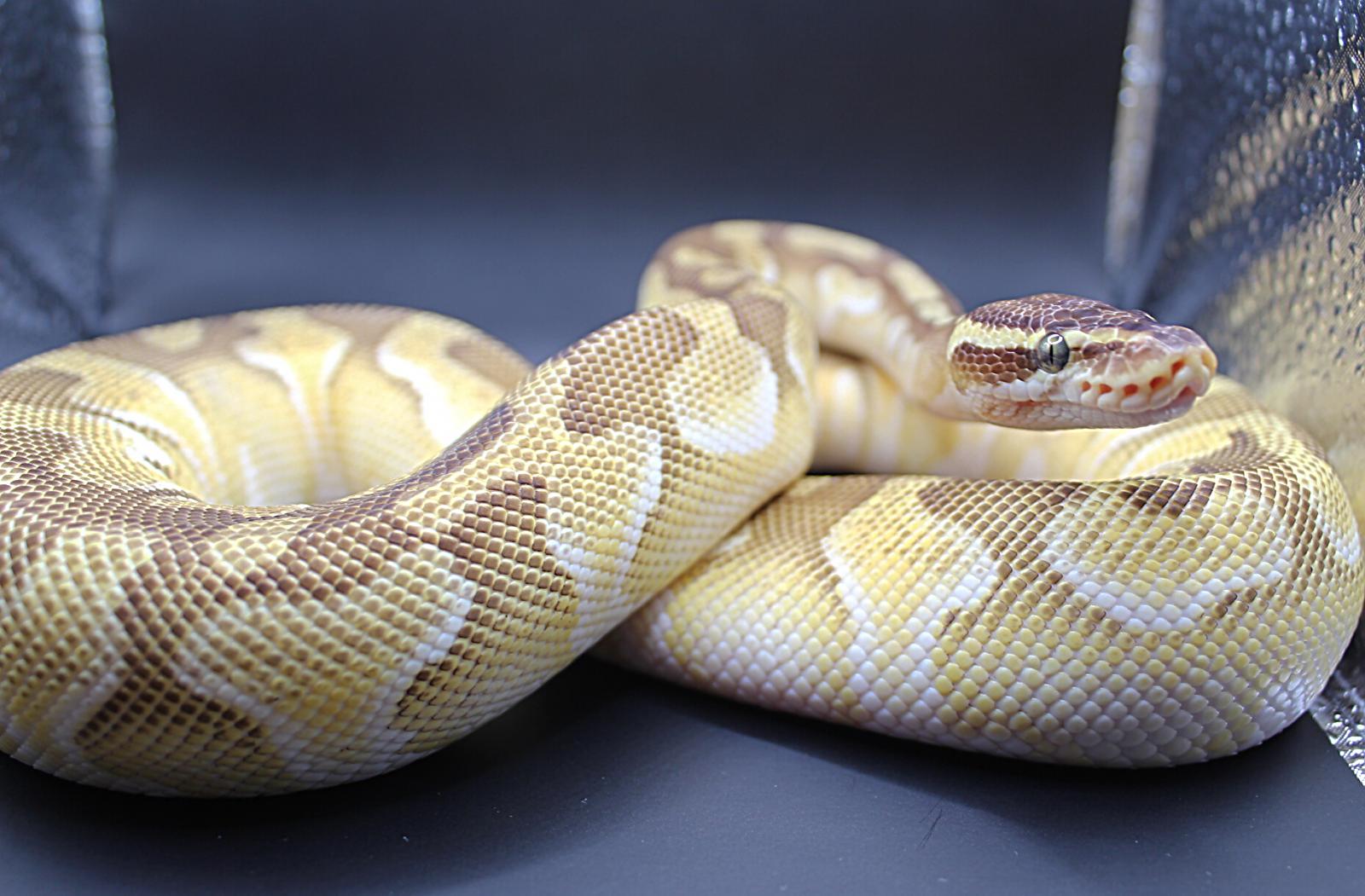 Pastel Butter Yellow Belly