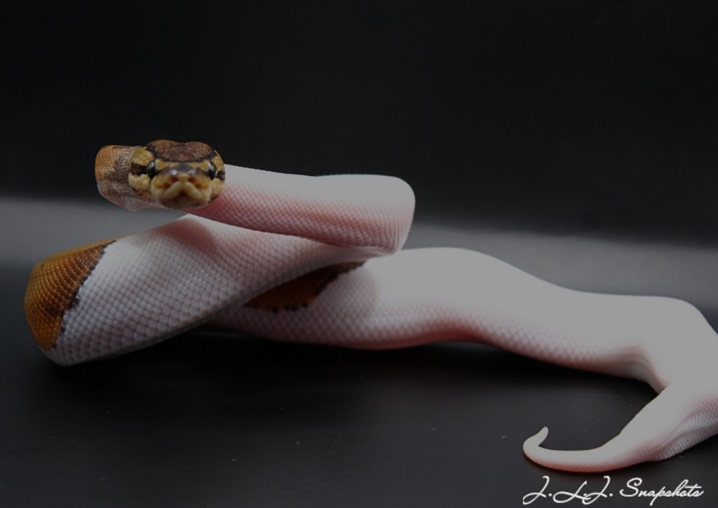 Male pin pied and female Albino