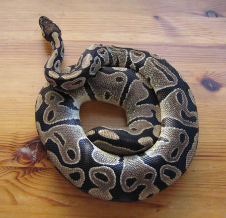 Coil
