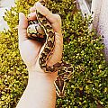 African Rock Python