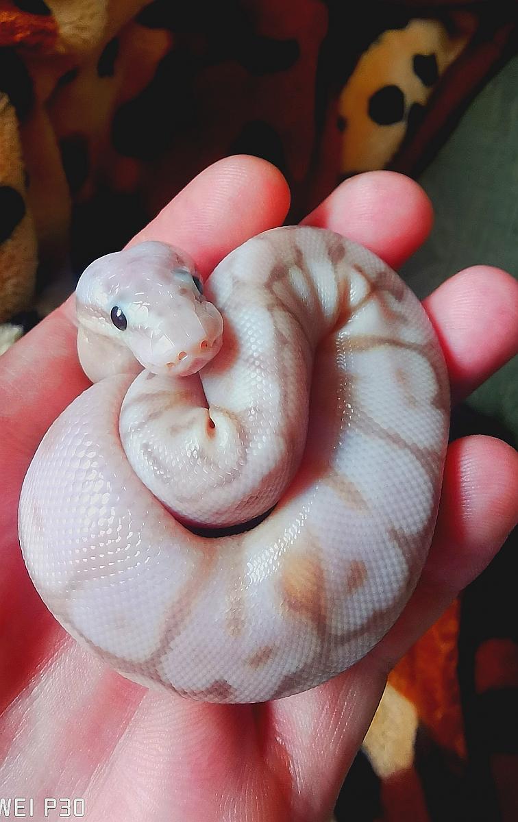 Morph id
