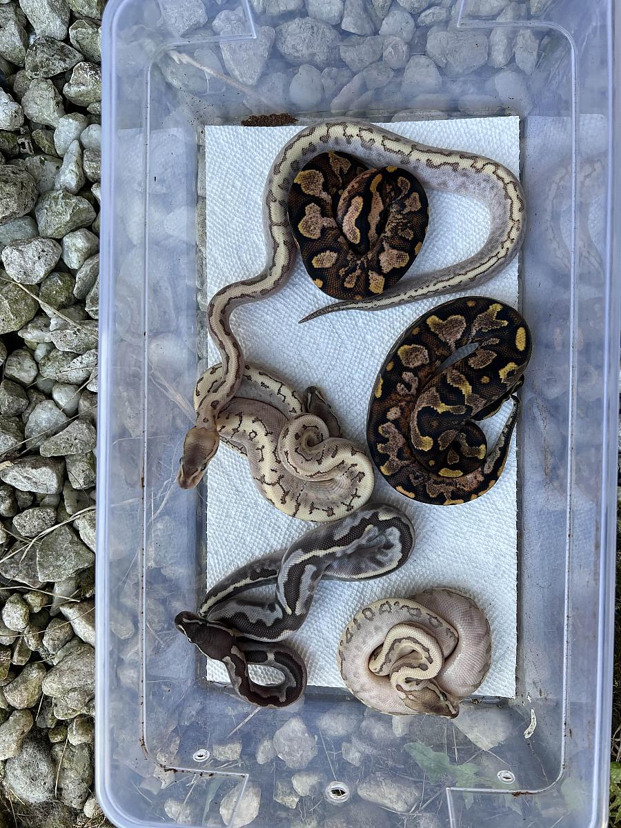 Group photo clutch #3 2021