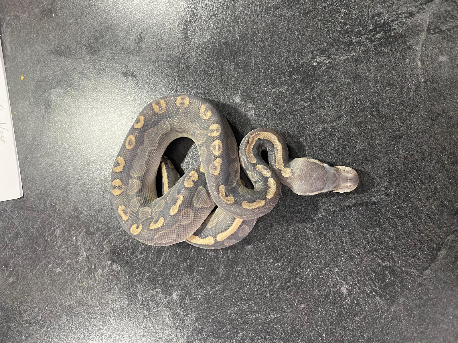 Clutch 2: Ghi Hypo x Cinnamon het hypo