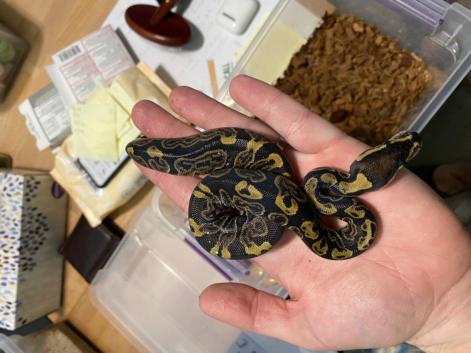 Clutch 2: Ghi Hypo x Cinnamon het hypo