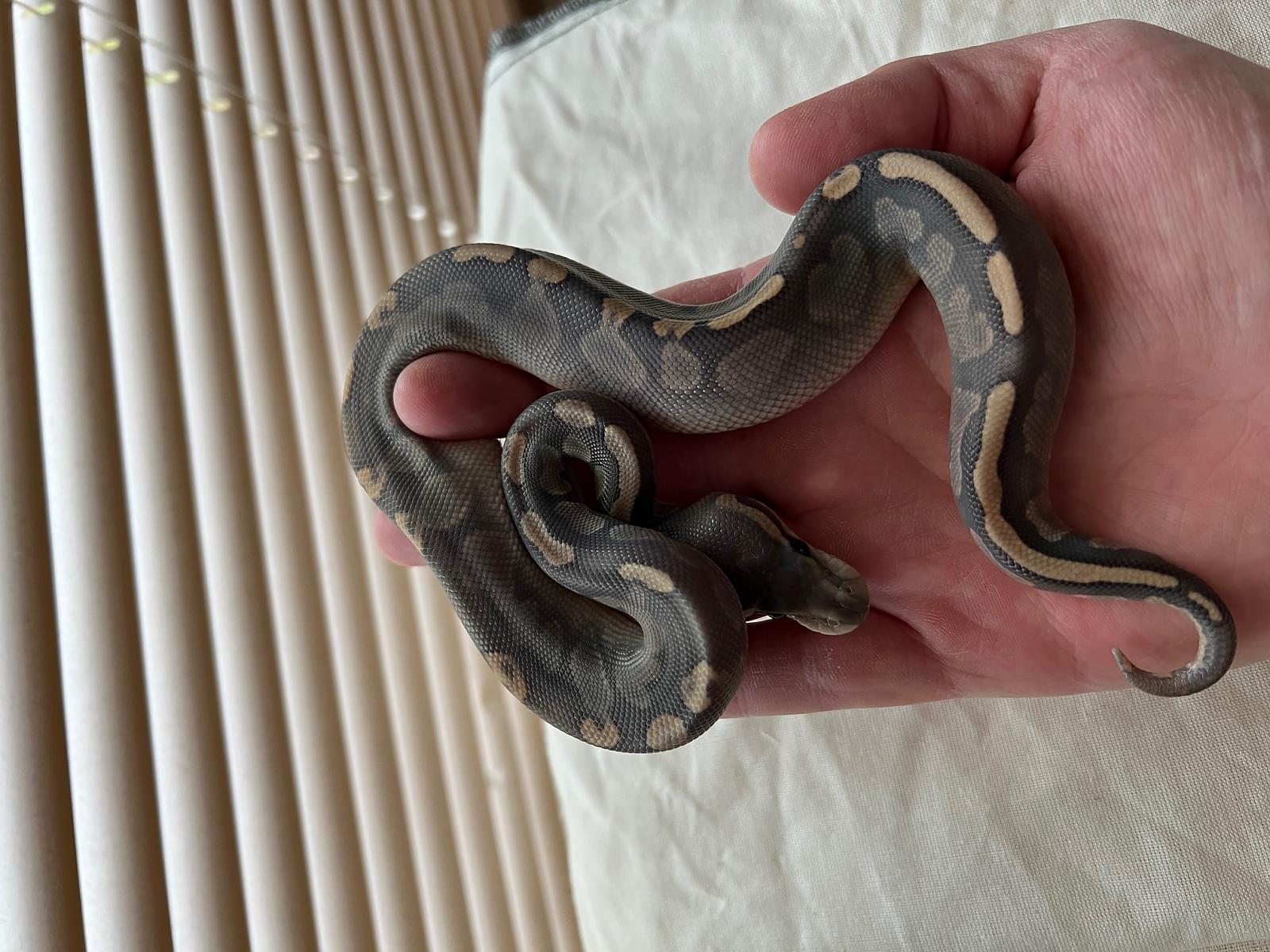 Clutch 2: Ghi Hypo x Cinnamon het hypo