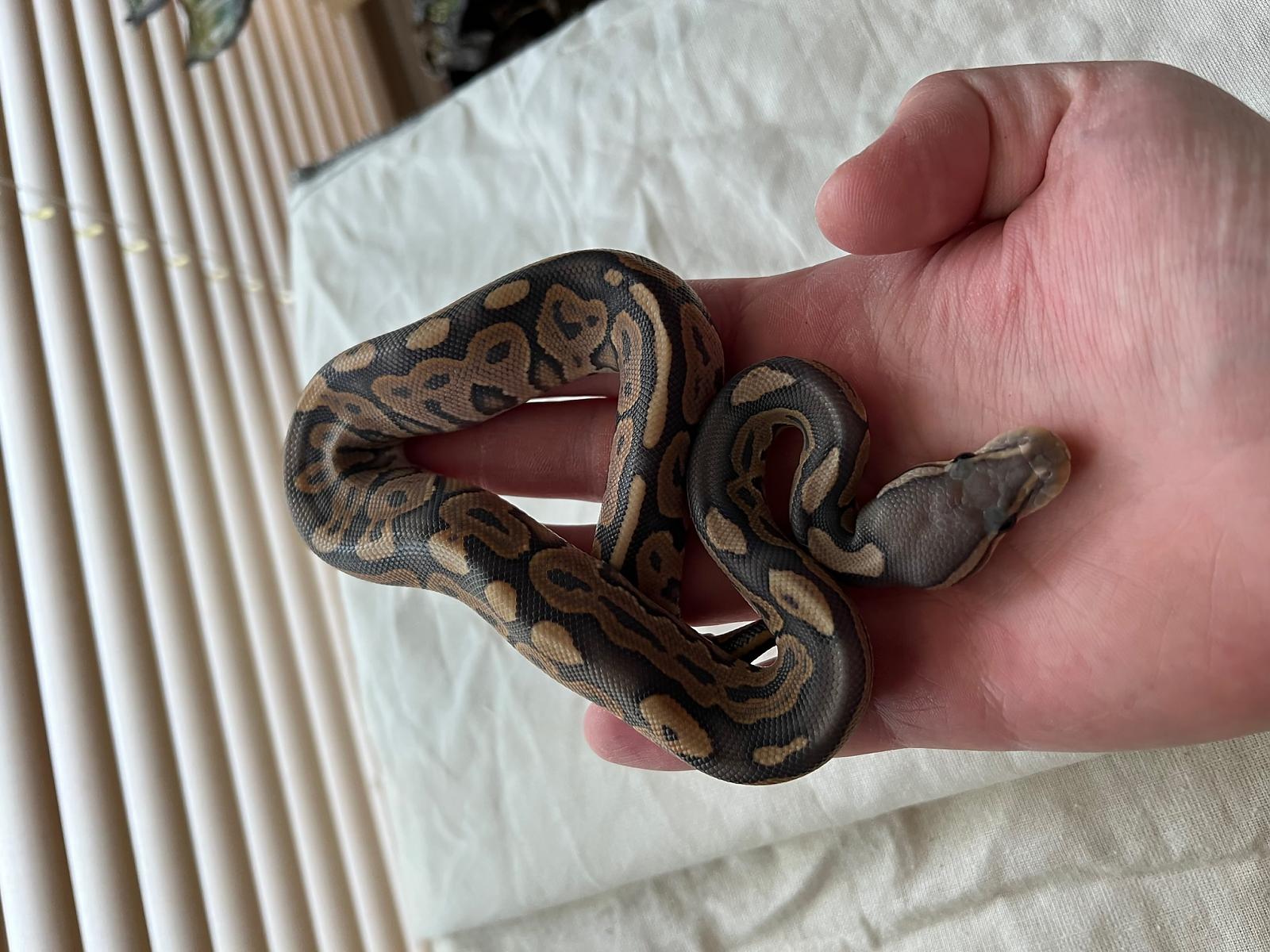 Clutch 2: Ghi Hypo x Cinnamon het hypo